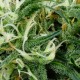 Семена конопли Green House Seed Arjan's Ultra Haze 2 feminised