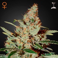 Green House Seed Chemdog feminised