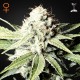 Семена конопли Green House Seed Great White Shark feminised