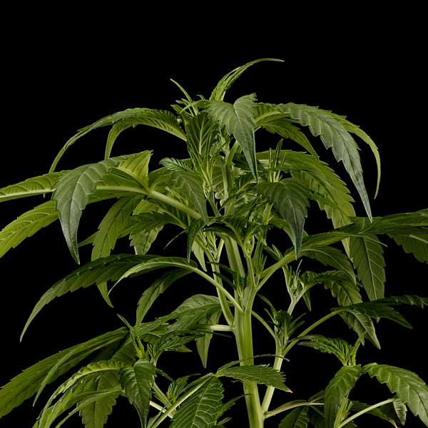 Семена конопли Green House Seed Great White Shark feminised