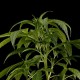 Семена конопли Green House Seed Great White Shark feminised