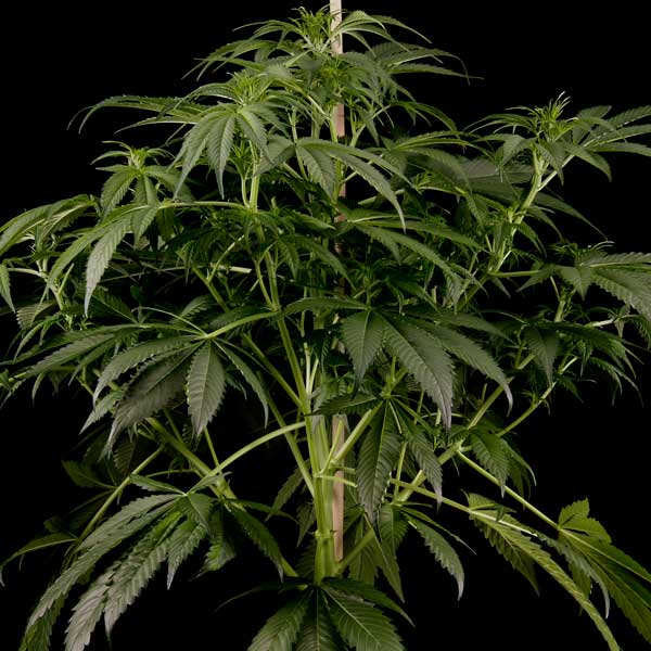 Семена конопли Green House Seed Great White Shark feminised
