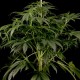 Семена конопли Green House Seed Great White Shark feminised