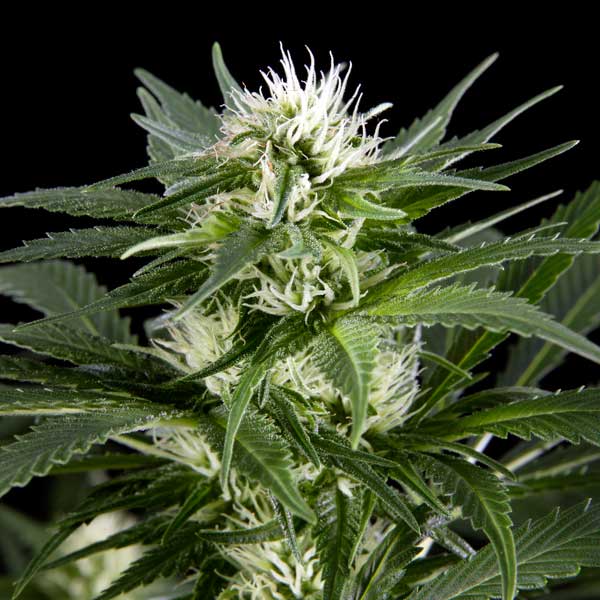 Семена конопли Green House Seed Great White Shark feminised