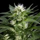 Семена конопли Green House Seed Great White Shark feminised