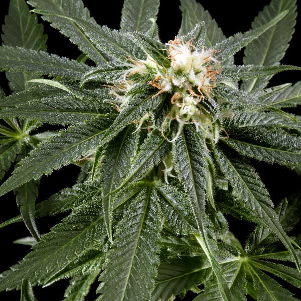 Семена конопли Green House Seed Great White Shark feminised