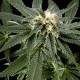 Семена конопли Green House Seed Great White Shark feminised