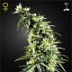 Семена конопли Green House Seed Hawaiian Snow feminised