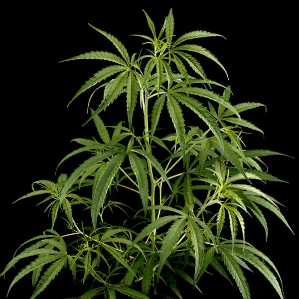 Семена конопли Green House Seed Hawaiian Snow feminised
