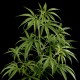 Семена конопли Green House Seed Hawaiian Snow feminised