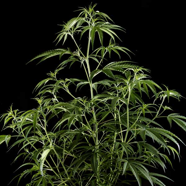 Семена конопли Green House Seed Hawaiian Snow feminised