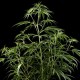 Семена конопли Green House Seed Hawaiian Snow feminised