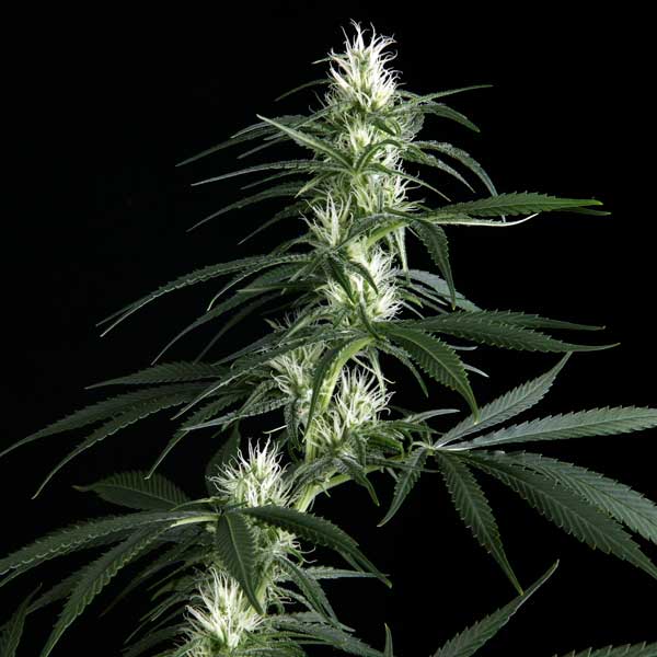 Семена конопли Green House Seed Hawaiian Snow feminised