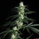 Семена конопли Green House Seed Hawaiian Snow feminised