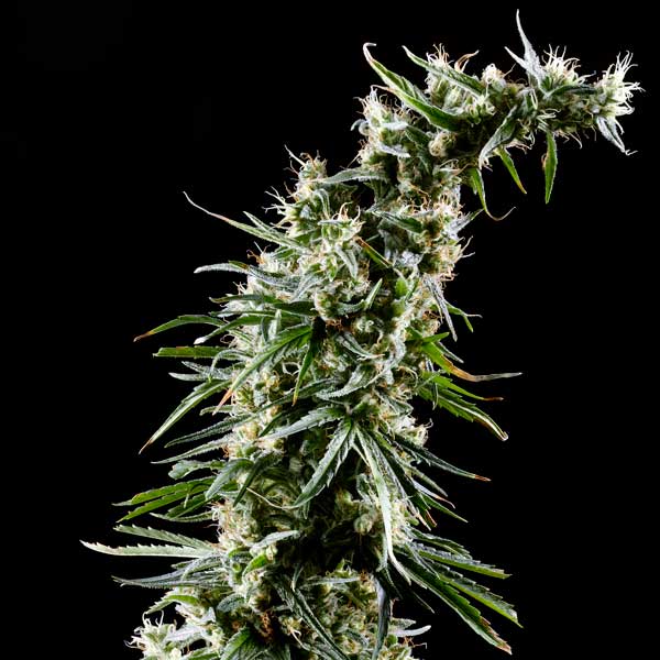 Семена конопли Green House Seed Hawaiian Snow feminised