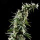 Семена конопли Green House Seed Hawaiian Snow feminised