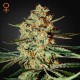 Семена конопли Green House Seed Himalaya Gold feminised