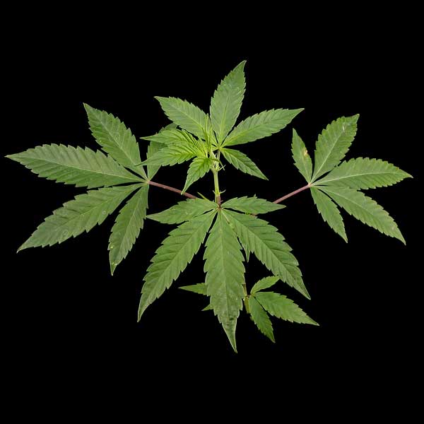 Семена конопли Green House Seed Himalaya Gold feminised