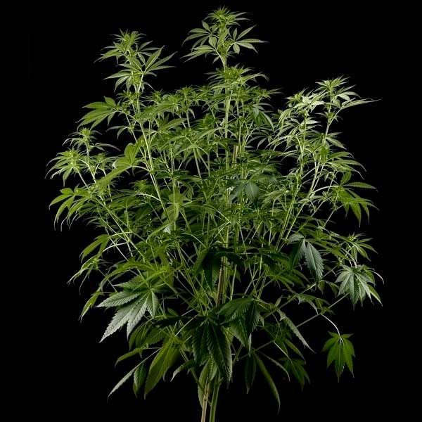 Семена конопли Green House Seed Himalaya Gold feminised