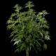 Семена конопли Green House Seed Himalaya Gold feminised