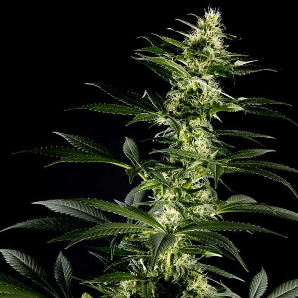 Семена конопли Green House Seed Himalaya Gold feminised