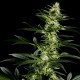 Семена конопли Green House Seed Himalaya Gold feminised