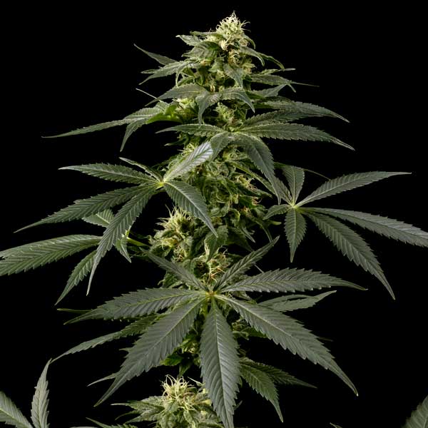 Семена конопли Green House Seed Himalaya Gold feminised