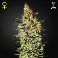 Green House Seed Neville's Haze feminised