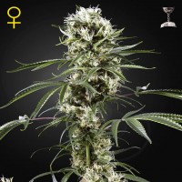 Green House Seed Super Lemon Haze feminised