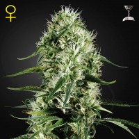Green House Seed Super Silver Haze feminised