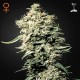 Семена конопли Green House Seed White Rhino feminised