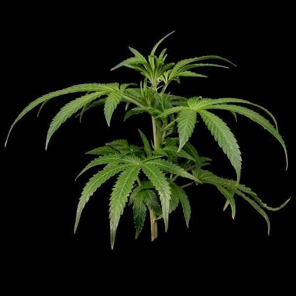 Семена конопли Green House Seed White Rhino feminised