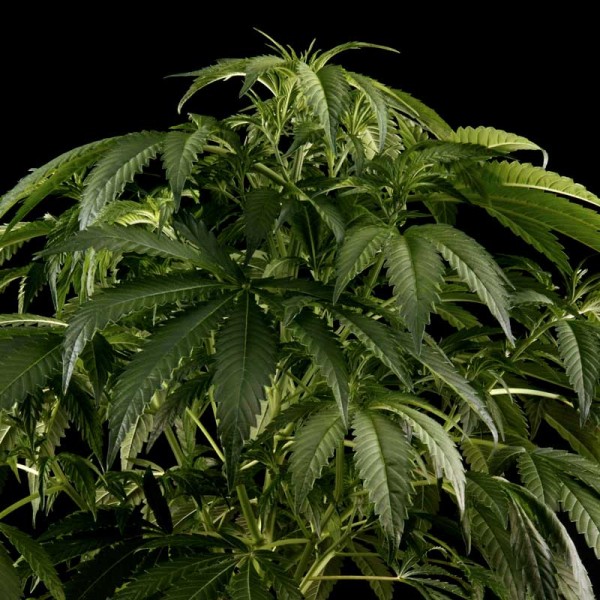 Семена конопли Green House Seed White Rhino feminised