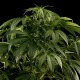 Семена конопли Green House Seed White Rhino feminised