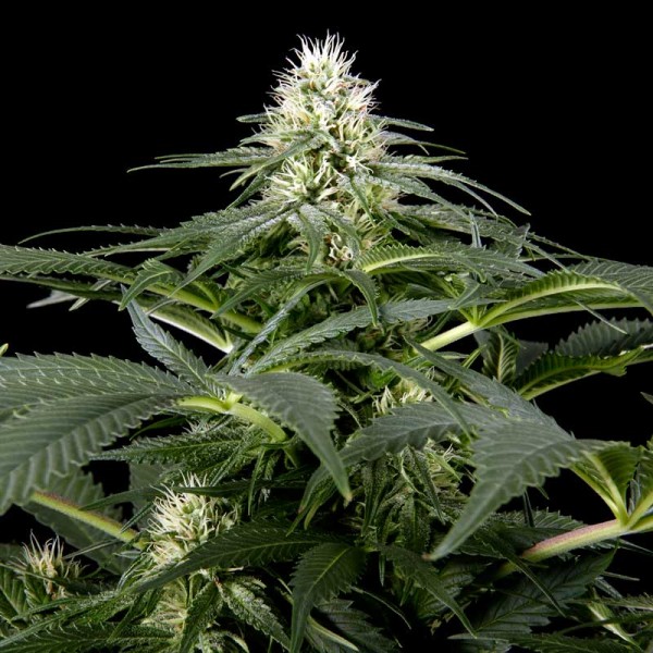 Семена конопли Green House Seed White Rhino feminised