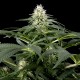 Семена конопли Green House Seed White Rhino feminised