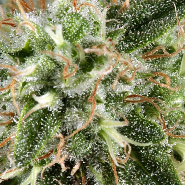 Семена конопли Green House Seed White Rhino feminised