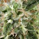 Семена конопли Green House Seed White Rhino feminised