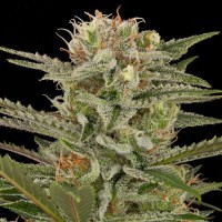 Green Silk Road auto Amnesia feminised