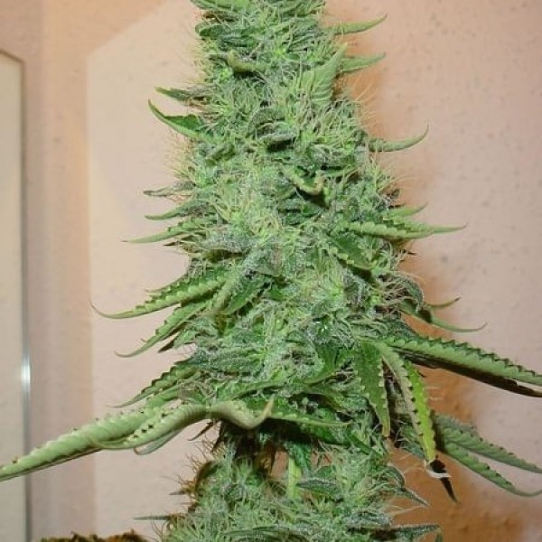 Насіння коноплі Green Silk Road auto Big Bud feminised