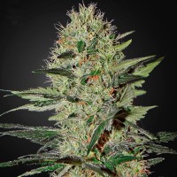 Green Silk Road auto Cheese feminised