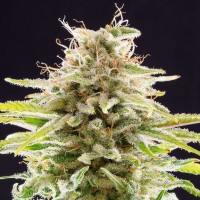 Kannabia Super OG Kush feminised