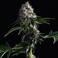Kannabia Swiss Dream CBD feminised