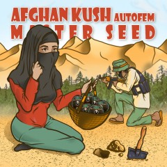 Master-Seed auto Afghan Kush feminised