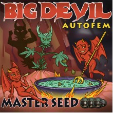 Master-Seed Auto Big Devil Feminised