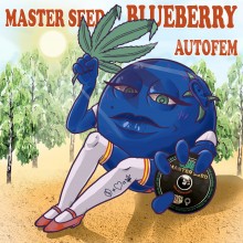 Master-Seed Auto Blueberry Feminised