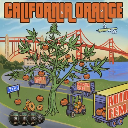 Насіння коноплі Master-Seed Auto California Orange Feminised