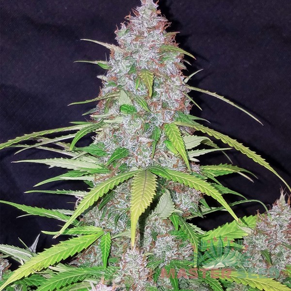 Семена конопли Master-Seed auto California Orange feminised