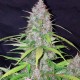 Семена конопли Master-Seed auto California Orange feminised