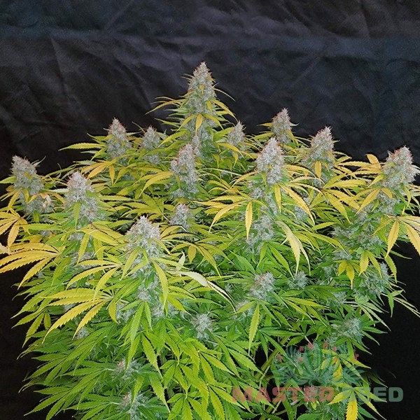 Семена конопли Master-Seed auto California Orange feminised